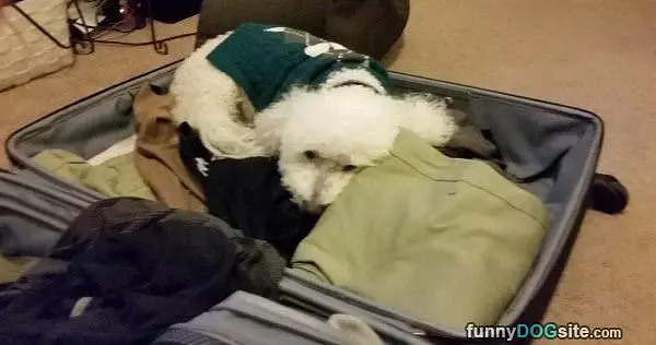 Suitcase Dog