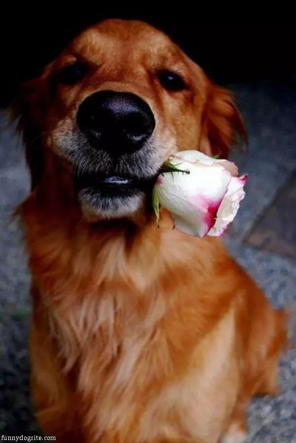 This Flower For You