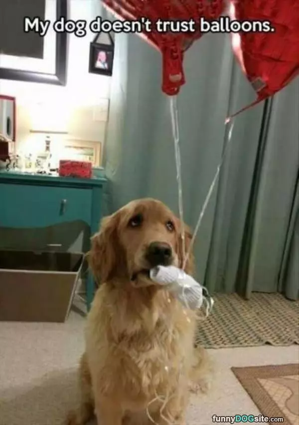 Dog Doesnt Trust Balloons
