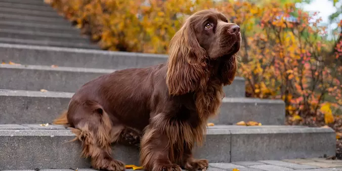 Sussex Spaniel outdoors