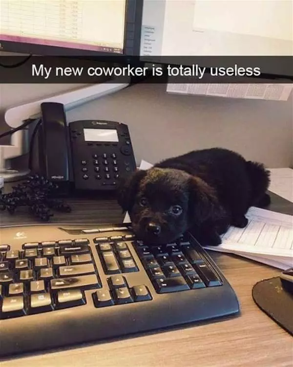 My New Co Workers