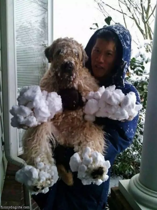 The Snow Dog