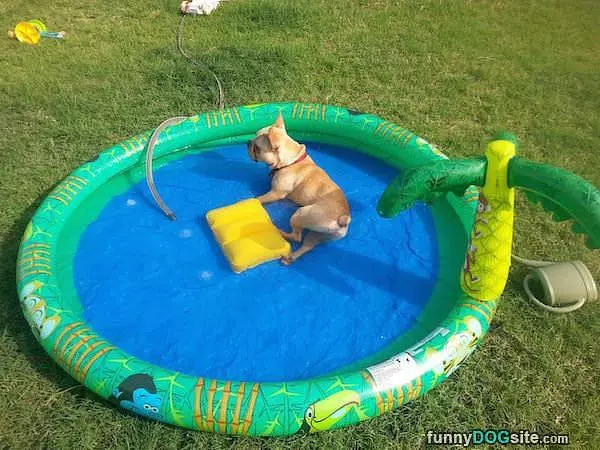I Got The Doggy Pool