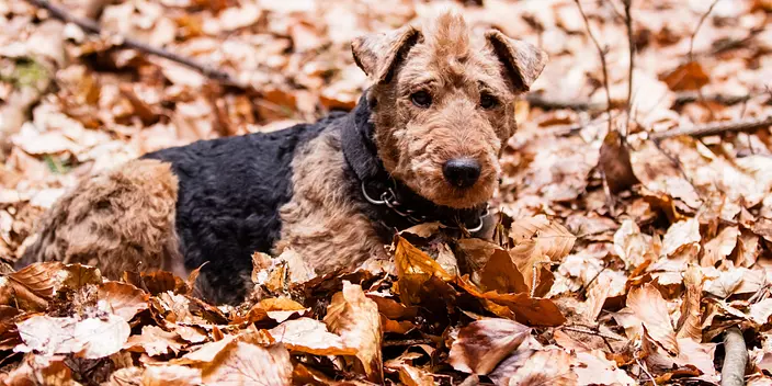 Welsh Terrier on a fall aft...
