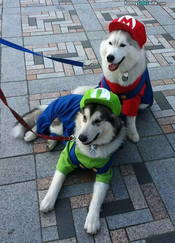 Super Mario Dogs