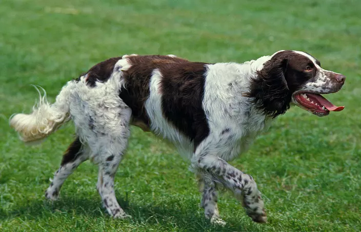 White and Brown French Spaniel