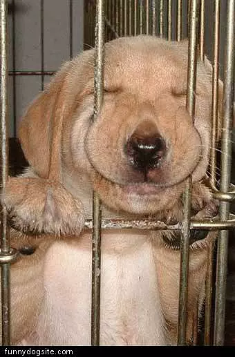 Dog In Cage