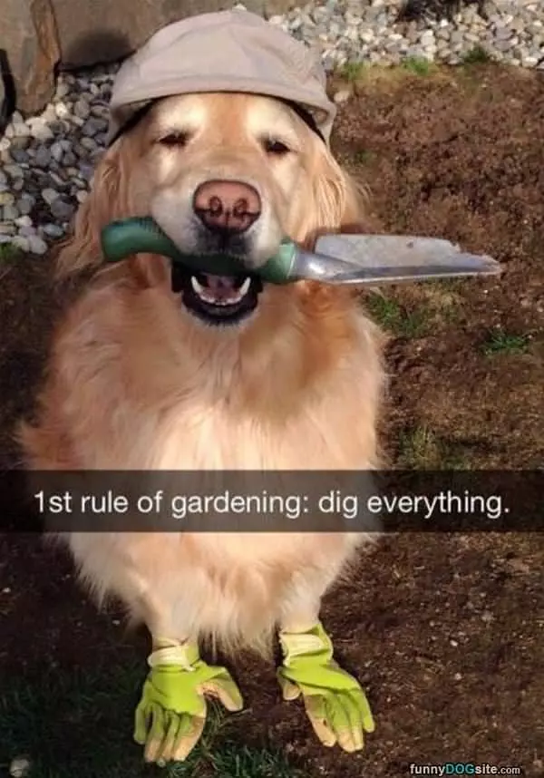 First Rule Of Gardening