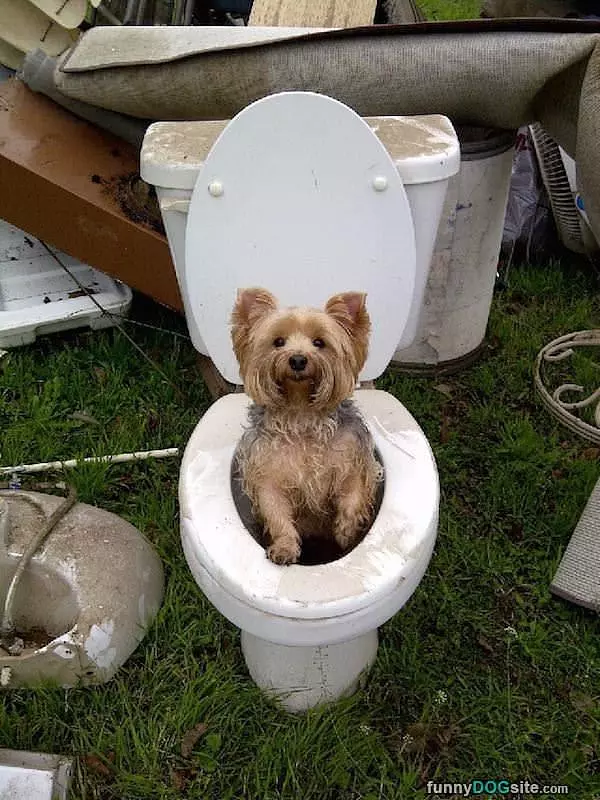 Toilet Dog