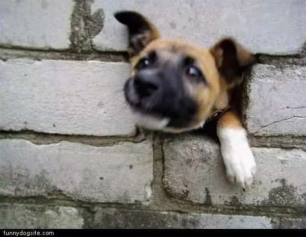 Dog In Bricks