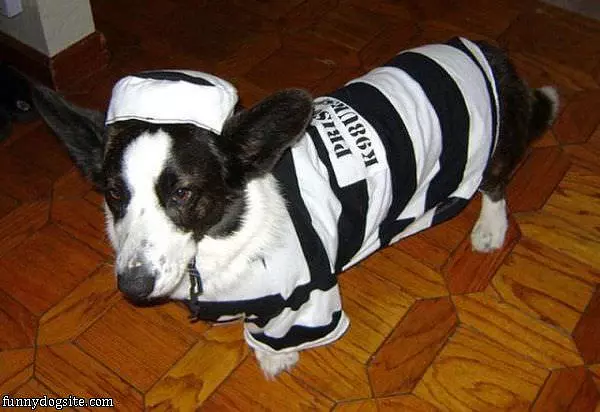 Prisoner Dog