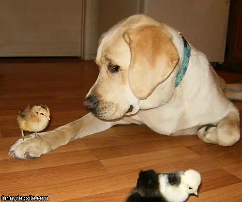 Dog And A Chick