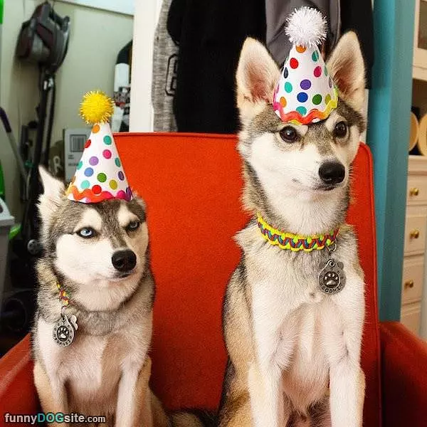 A Dog Birthday Party