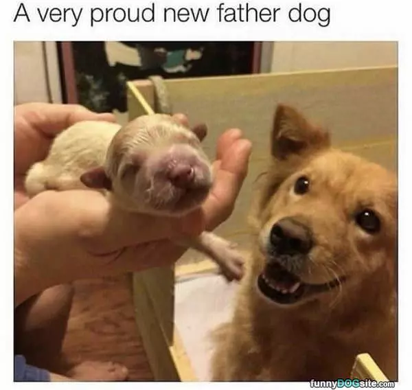 Proud New Father Dog