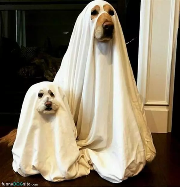 We Are Ghosts Lol