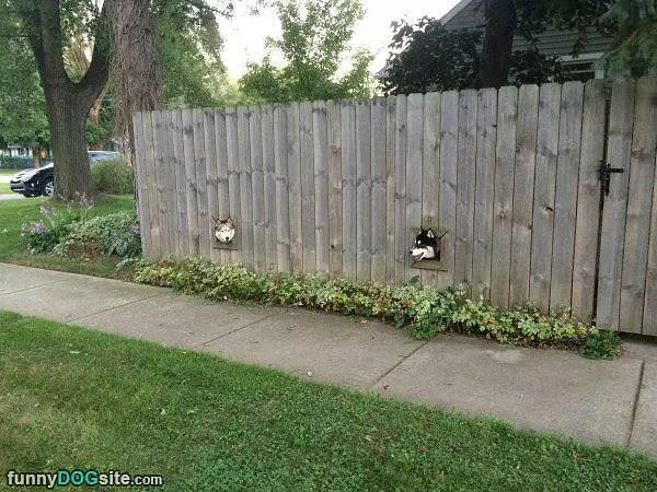Awesome Dog Fence