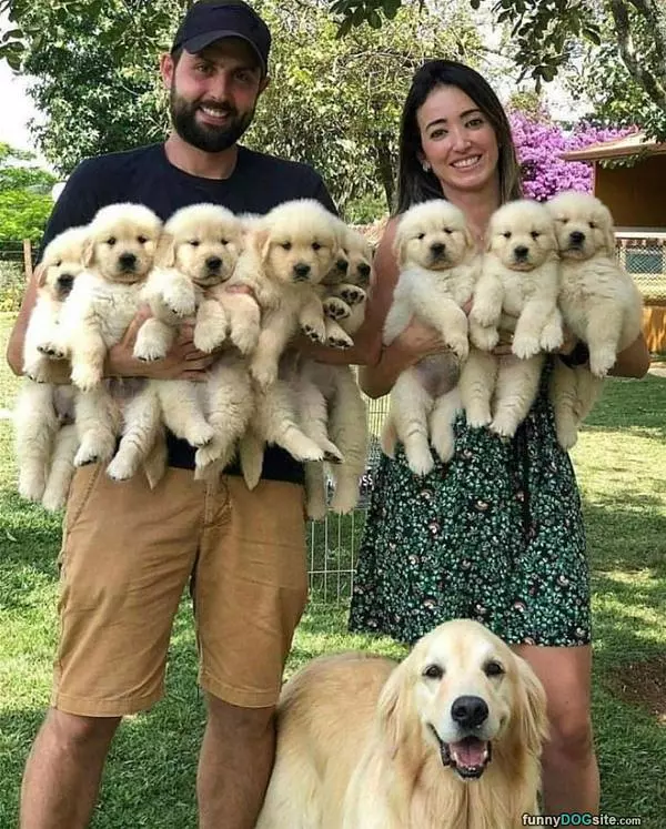 All These Puppers