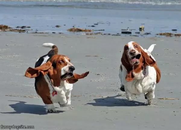 Crazy Running Dogs