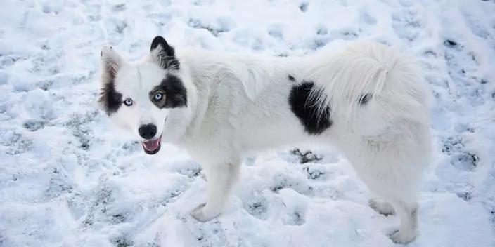 Yakutian Laika in snow