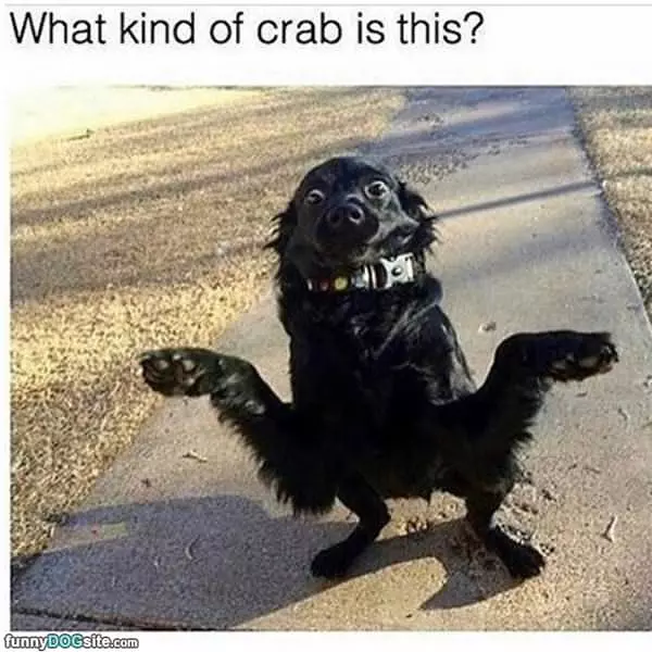 What Kind Of Crab Is This