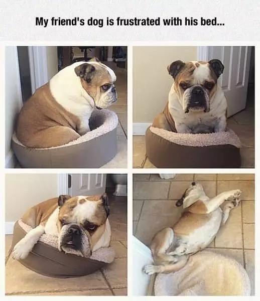 Frustrated With His Bed