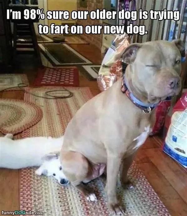 Trying To Fart On The New Dog