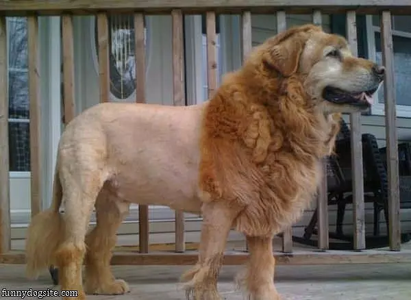 Cool Lion Dog