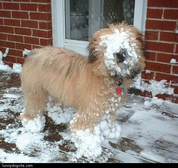 Snowy Face Dog