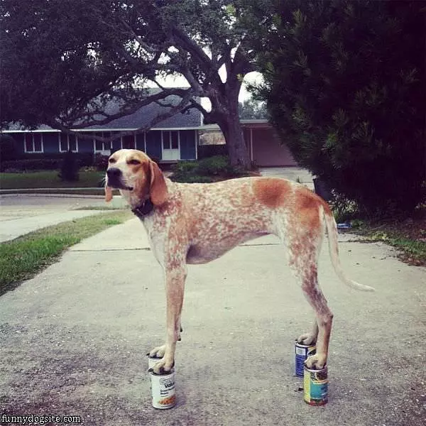 Nice Dog Balance