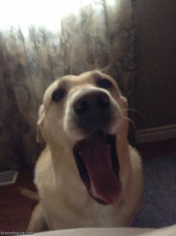 Big Yawn