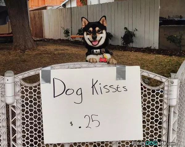 Cheap Dog Kisses