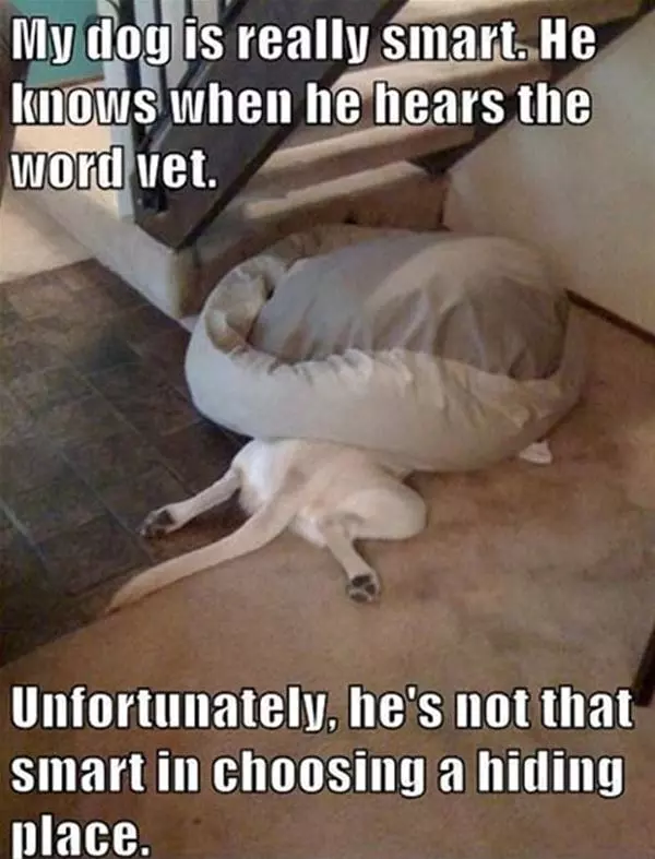 Dog Hates The Vet