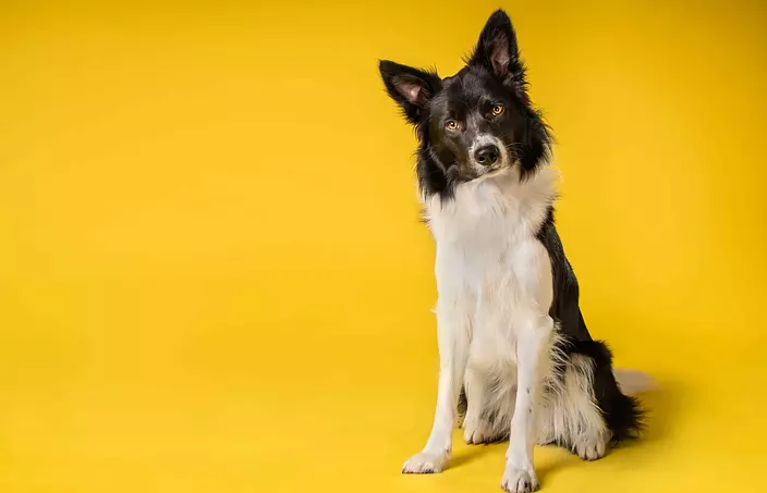 Border Collie looking