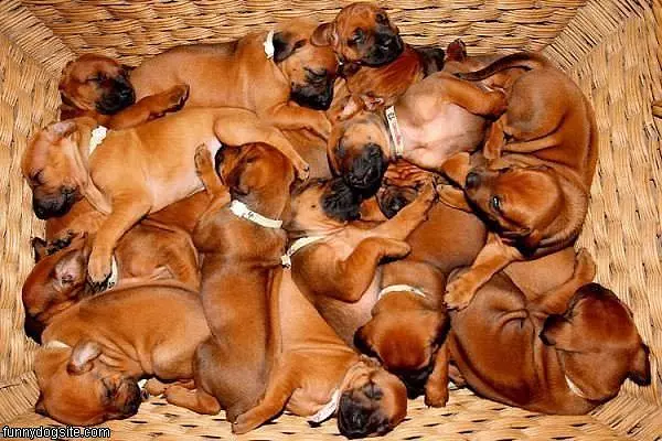 Basket Of Puppies