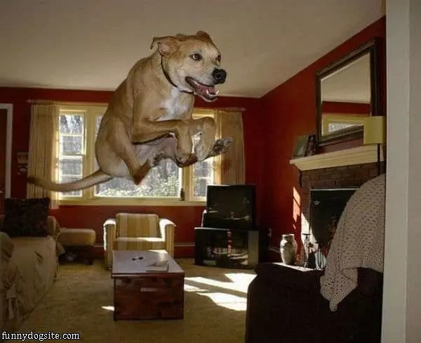 High Jump Dog