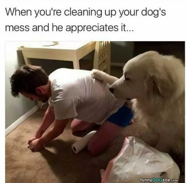 Cleaning Up Your Dogs Mess