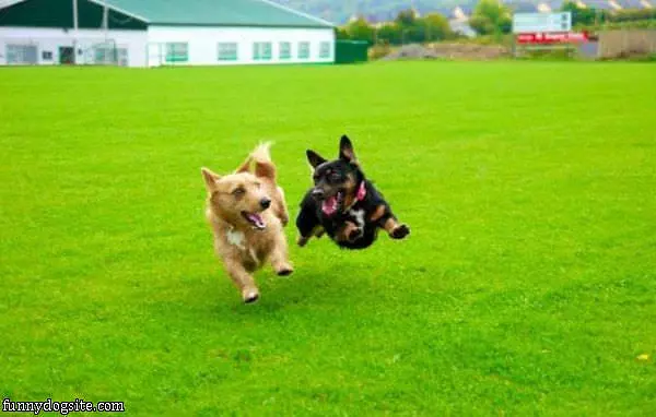 Hover Dogs Playing