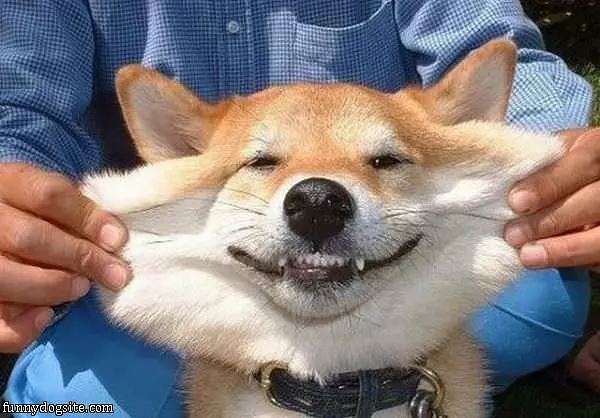 Huge Dog Smile