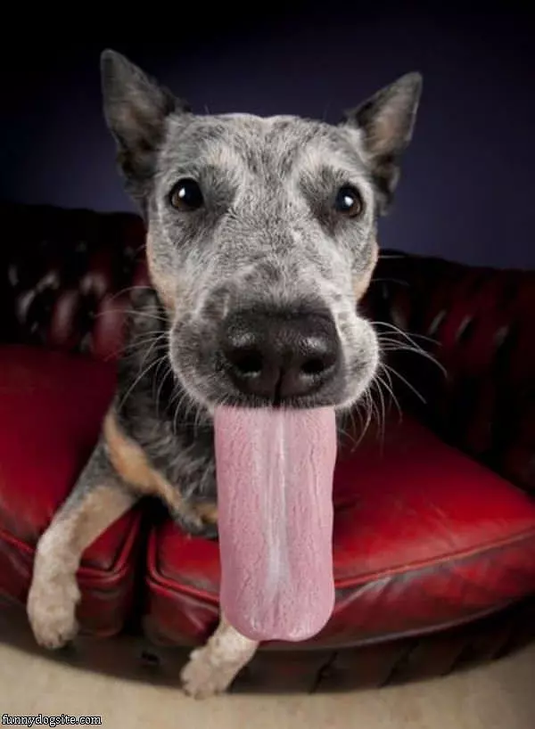 Dogs Long Tongue