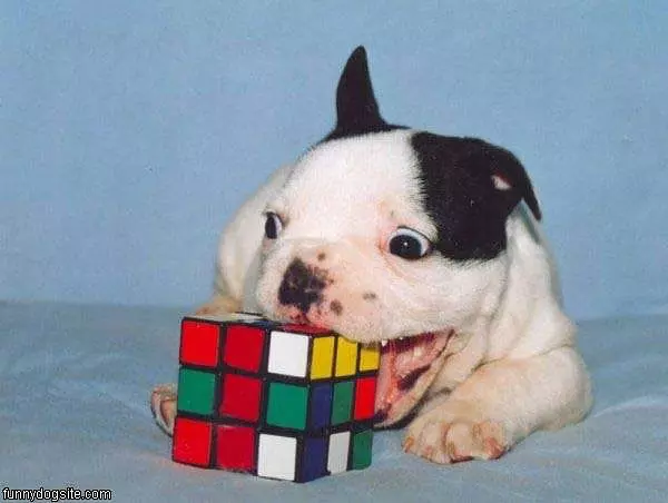 Dog Cube