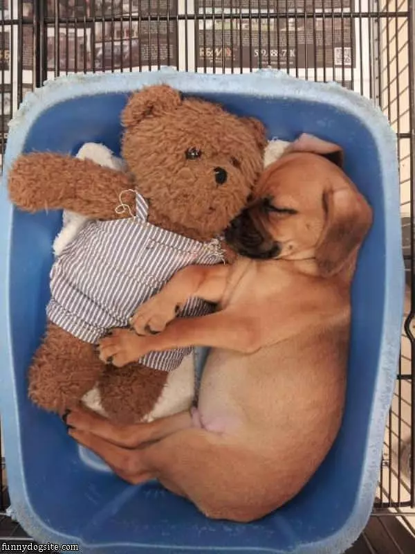 Puppy And Teddy Bear