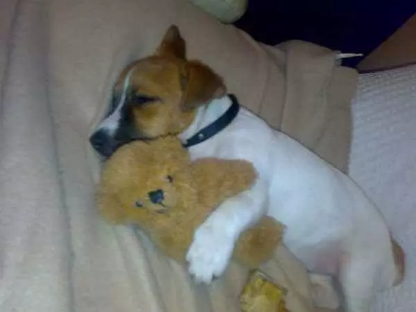 Marco Asleep With Teddy