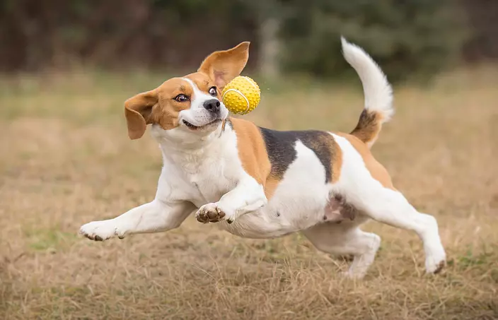 Beagle playing with a ball