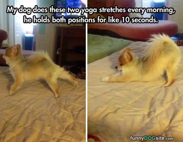 Yoga Stretches