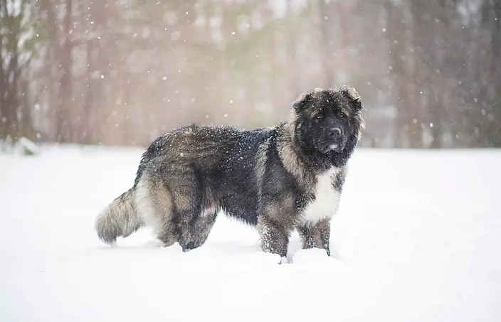 Caucasian Shepherd Dog in Snow