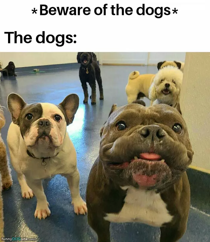 Beware Of The Dogs
