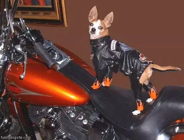 Harley Dog