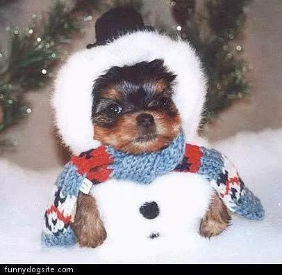 Snowman Pup