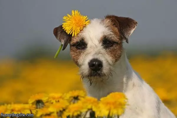 Flower Puppy
