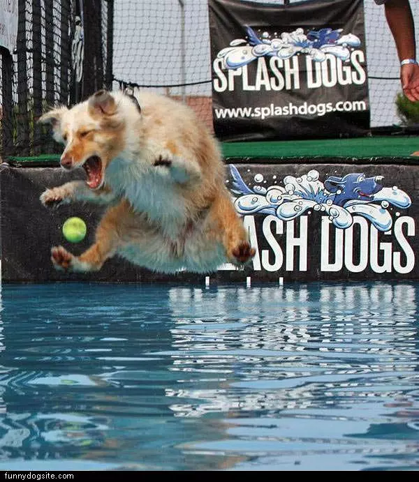 Splash Dog